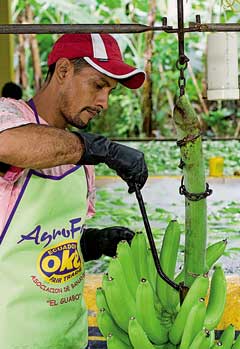 El aumento en la demanda de bananas puede traer beneficios, y también desafíos, a los productores de fruta en El Guabo, Ecuador / Foto: R. van den Bergh El aumento en la demanda de bananas puede traer beneficios, y también desafíos, a los productores de fruta en El Guabo, Ecuador / Foto: R. van den Bergh