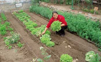 Los suelos cultivables de las Madres Constructoras / Foto: autor Los suelos cultivables de las Madres Constructoras / Foto: autor