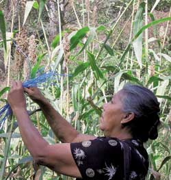 Clotilde Soto Vargas, una agricultora de Musili, Palacanguina, seleccionando las mejores plantas tortillero de su campo / Foto: Gilles Trouche Clotilde Soto Vargas, una agricultora de Musili, Palacanguina, seleccionando las mejores plantas tortillero de su campo / Foto: Gilles Trouche