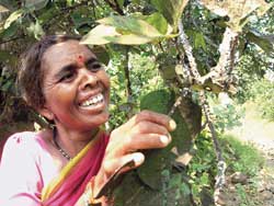Aprender a cultivar y cosechar laca le ha dado a esta agricultora tribal una nueva oportunidad de ingresos, así como un sistema agrícola más diversificado / Foto: Abhay Gandhe Aprender a cultivar y cosechar laca le ha dado a esta agricultora tribal una nueva oportunidad de ingresos, así como un sistema agrícola más diversificado / Foto: Abhay Gandhe