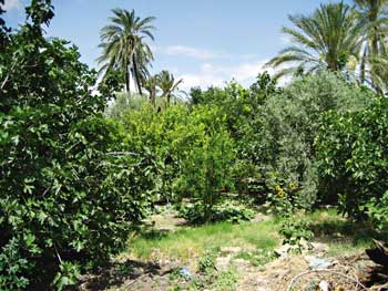 El sistema tradicional de oasis de Gafsa tiene tres capas de cultivos: palmeras de 50-100 años, árboles frutales de 5-10 años y cultivos anuales / Foto: Frank van Schoubroeck