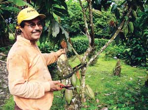 Agricultor mostrando un árbol de cacao / Foto: Autora Agricultor mostrando un árbol de cacao / Foto: Autora