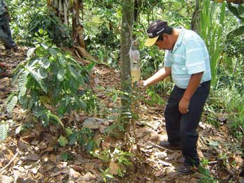 El grano de café que obtienen los productores de APROCASI tiene un valor añadido por el carácter orgánico de su producción / Foto: Autor El grano de café que obtienen los productores de APROCASI tiene un valor añadido por el carácter orgánico de su producción / Foto: Autor