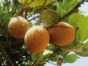 Fruto de mamey / Foto: Autora Fruto de mamey / Foto: Autora
