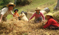 Recolectando material de rastrojo para preparar abono orgánico / Foto: Archivos Caja Nuestra Gente Recolectando material de rastrojo para preparar abono orgánico / Foto: Archivos Caja Nuestra Gente