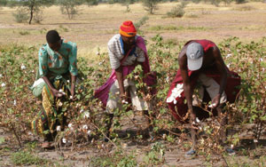 Recolección de algodón en Meatu, Tanzania / Foto: Archivos ILEIA