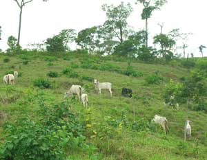 Avance de la ganadería en la Amazonía: una de las principales fuentes de gases invernadero y una de las mayores presiones sobre la biodiversidad. Ganadería extensiva en el estado de Acre, Brasil / Foto: CLAES Avance de la ganadería en la Amazonía: una de las principales fuentes de gases invernadero y una de las mayores presiones sobre la biodiversidad. Ganadería extensiva en el estado de Acre, Brasil / Foto: CLAES