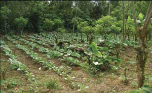 Cacaotal, donde también se producen granos y hortalizas / Foto: autores Cacaotal, donde también se producen granos y hortalizas / Foto: autores