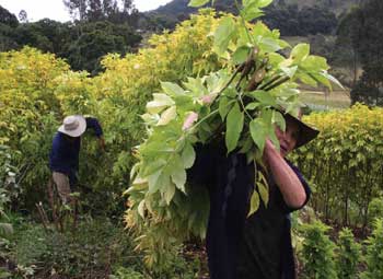 Acarreo de follaje de tilo, trópico de altura. Familia Pamplona, finca El Hoya. Paipa, Colombia / Foto Carlos Pineda Acarreo de follaje de tilo, trópico de altura. Familia Pamplona, finca El Hoya. Paipa, Colombia / Foto Carlos Pineda