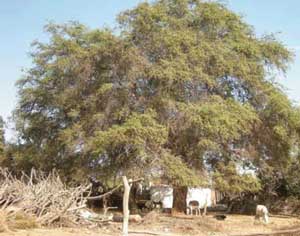 Leisa - Reforestando los bosques de huarango: una contribución a la  restauración del paisaje cultural y natural de la costa peruana