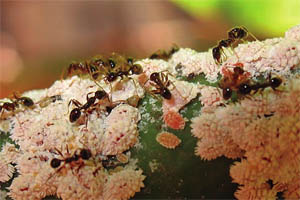 - Las hormigas: o naturales de plagas?