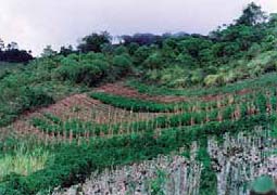 Paisaje agrícola en la microcuenca Los Sainos, El Dovio, Colombia, con un mosaico de cultivos diversos dentro de una matriz natural E. Murgueitio