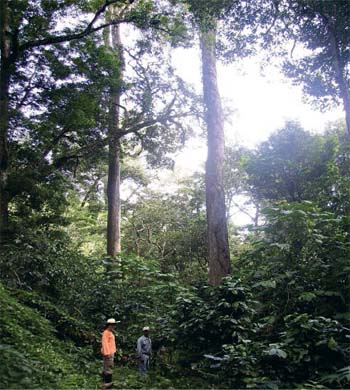 Plantaciones de café en el bosque. Los árboles proveen sombra al cafeto. Erika Speelman