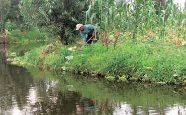 Agricultor trabajando en su chinampa, Xochimilco, México. Jflo23, Commons, Wikimedia