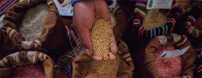 Quinua, exhibición de granos andinos en el Gran Mercado de la Feria Mistura. APEGA