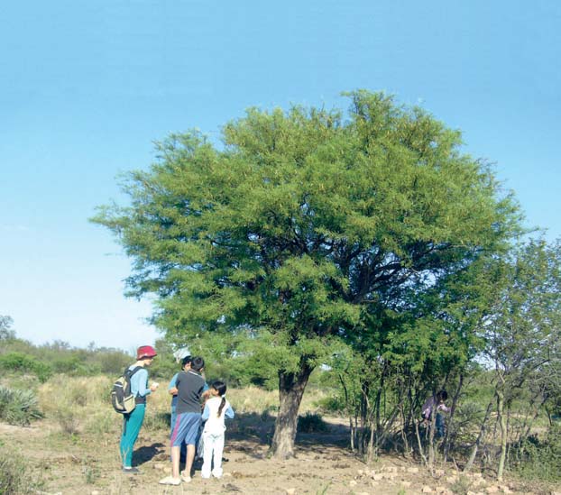 Momento durante el trabajo de campo compartido con una familia campesina, donde tanto los usos locales conocidos como las evidencias respecto a usos no explícitos fueron registrados. La historia puede contarse de muchas maneras y, junto a ella, la memoria se construye colectivamente. La historia ecológica y social de una comunidad puede “leerse” interpretando resultados obtenidos con metodologías etnobiológicas, a través del análisis diacrónico de los usos y prácticas asociados a las diferentes especies identificadas y descritas por los sujetos que construyen el discurso que registramos. Estos usos son construidos en función de la relación dinámica entre las comunidades, el ambiente y el contexto socioeconómico regional en cada época. Así, en Los Juríes, Santiago del Estero, pueblo lindante con el límite tripartito entre las provincias de Santiago del Estero, Santa Fe y Chaco en Argentina, los pobladores rurales construyeron su historia campesina a lo largo de aproximadamente 100 años. A través de la historia del uso de los algarrobos (Prosopis alba y P. nigra) podemos delinear no solo la importancia económica y simbólica de estas especies leguminosas para las familias campesinas, sino también identificar las convergencias en la historia entre poblaciones prehispánicas, coloniales y actuales, intentando encontrar los ejes principales entre los usos pasados y los actuales. Flavia Tolosa