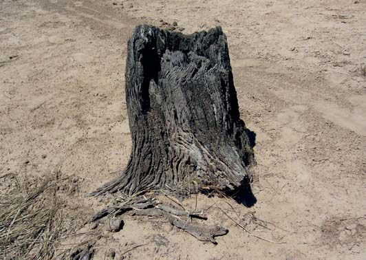 Pie de algarrobo derribado en la época de los obrajes. Se distingue respecto de árboles derribados actualmente ya que el corte no es homogéneo (hacha-motosierra) y porque el suelo alrededor de la zona de las raíces se encuentra erosionado, producto de los fuertes vientos que azotan la zona tras la deforestación de miles de hectáreas debido al avance de la frontera agroindustrial de modalidad empresarial. Autora