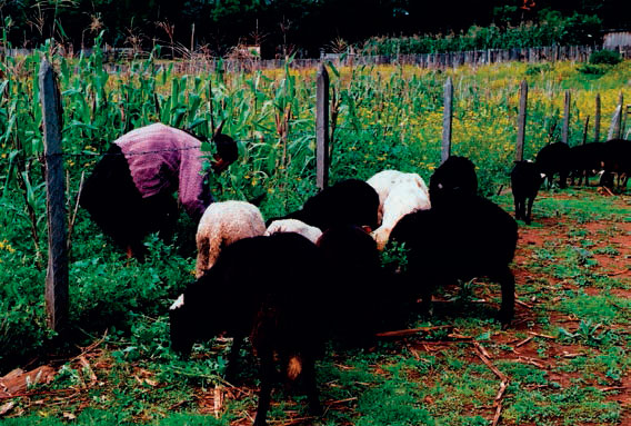 Pastoreo de ovejas en terrenos en descanso con pastizal, aledaños a parcelas de milpa. El pastizal es una fase de descanso en el uso de las parcelas agrícolas. El Escalón, municipio de Huixtán, Chiapas. México. Autores Pastoreo de ovejas en terrenos en descanso con pastizal, aledaños a parcelas de milpa. El pastizal es una fase de descanso en el uso de las parcelas agrícolas. El Escalón, municipio de Huixtán, Chiapas. México. Autores
