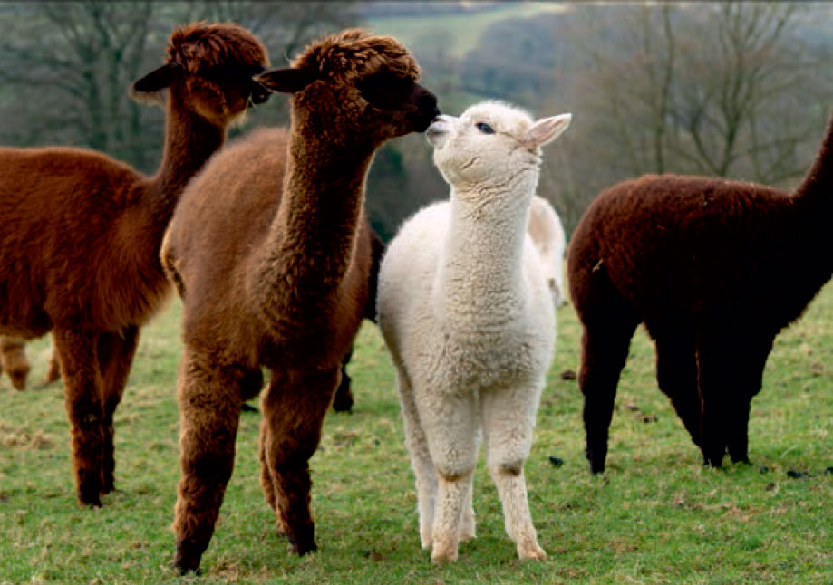 Nuevas crías de alpaca logradas en los Centros de Reproducción de Alpacas de Color (CPTs). Autores/HEIFER