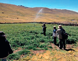 Pastos cultivados con riego por aspersión, Centro CRIA, Chullhua, Ayacucho, 4 320 msnm. A. Hibon