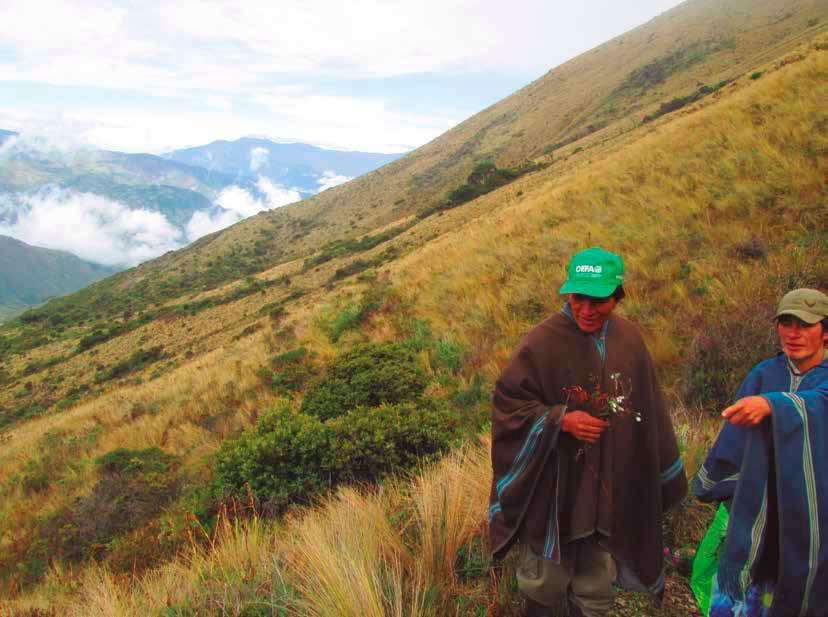 Colecta etnobotánica de especies de interés para la comunidad dirigida por los expertos locales. Autor