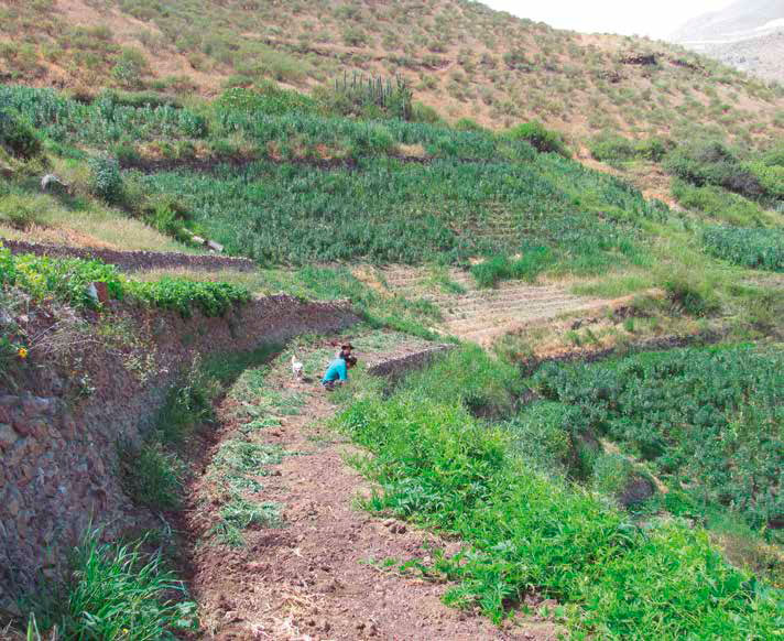 Terrazas para el cultivo sostenible en ladera, Fundo Shaja, Huarochirí, sierra de Lima, Perú. Archivos leisa