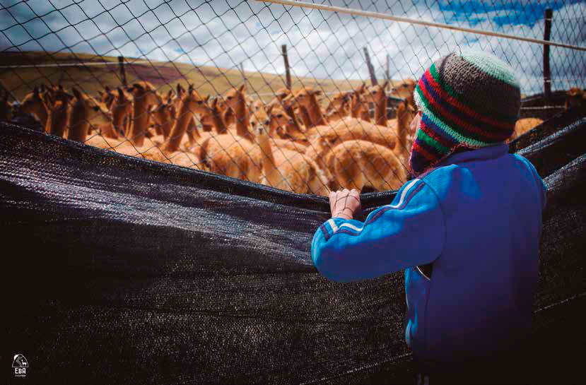 Niño y vicuñas. EbA Montaña