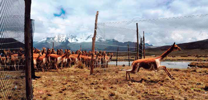 Vicuñas. Carlos Diaz Huertas/EbA Montaña