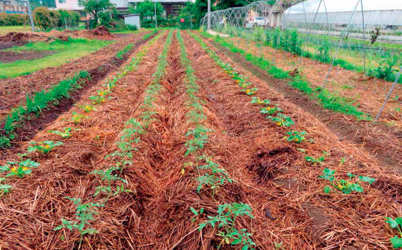 Práctica de mulching (acolchado o mantillo) para incrementar la retención del agua en el suelo. Autores
