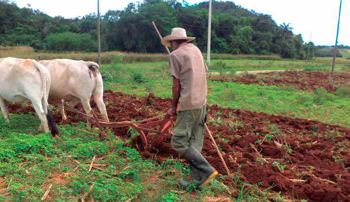 Campesino local usando el arado de vertedera. Autores