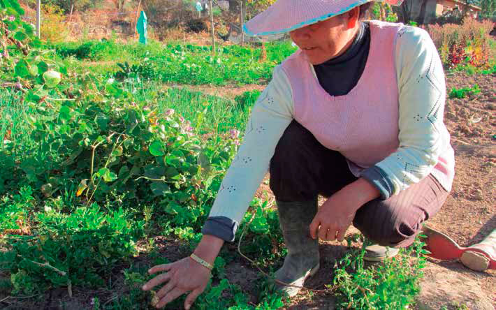 Producción hortícola urbana en Azirumarca, Cochabamba. Rene Herbas