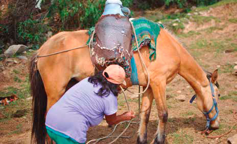 Victoria Dávila, ganadera, usa un caballo para transportar los porongos de leche a 15°C al centro de acopio. Autores
