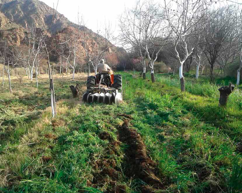 Incorporando materia orgánica y abonos verdes en nogal, Famatina, La Rioja, Argentina (en este número: pp. 15-17). Pablo Montilla