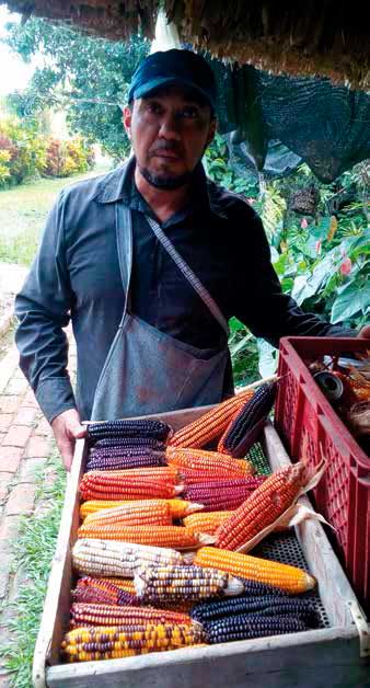 Campesino Carlos Tenorio, custodio de semillas REDMAC, junto a las razas de maíz que conserva (pp. 8-11). Lady Tatiana Díaz Velandia